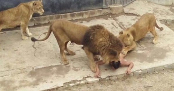 Un homme cherche à se suicider dans un zoo mais fait finalement d'autres victimes qui n'avaient rien demandé...