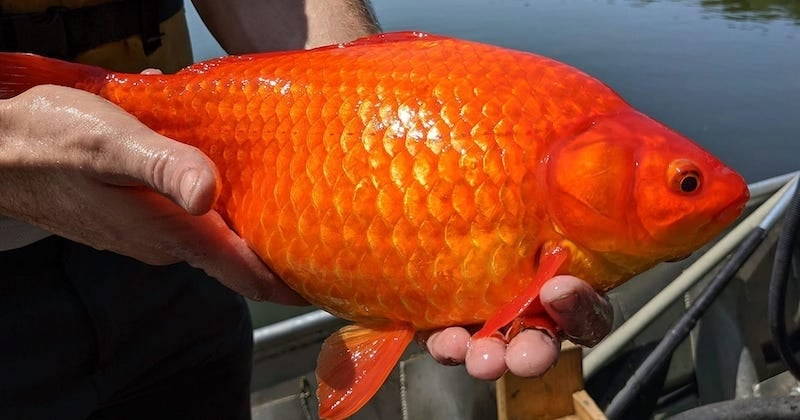 Voilà pourquoi il ne faut absolument pas jeter son poisson rouge dans les lacs et les étangs !