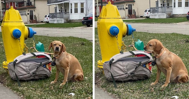 Attachée à un poteau d'incendie, cette petite chienne a été retrouvée avec une note déchirante expliquant son abandon 