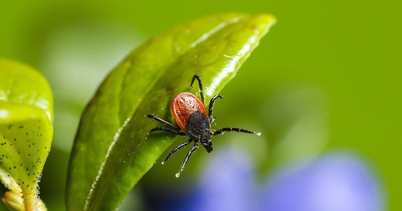 5 astuces naturelles pour repousser les tiques de son jardin 