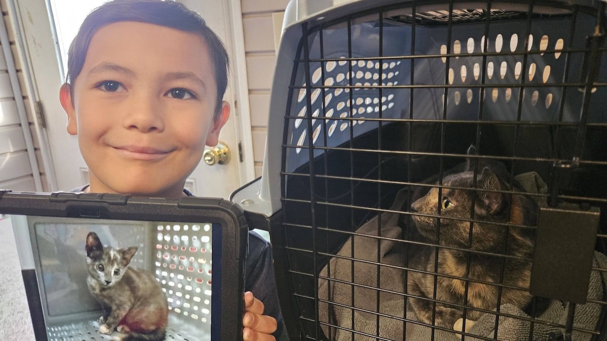 « Un véritable miracle de Noël » : un chat disparu depuis 2 ans réapparaît pendant les fêtes et retrouve sa famille 