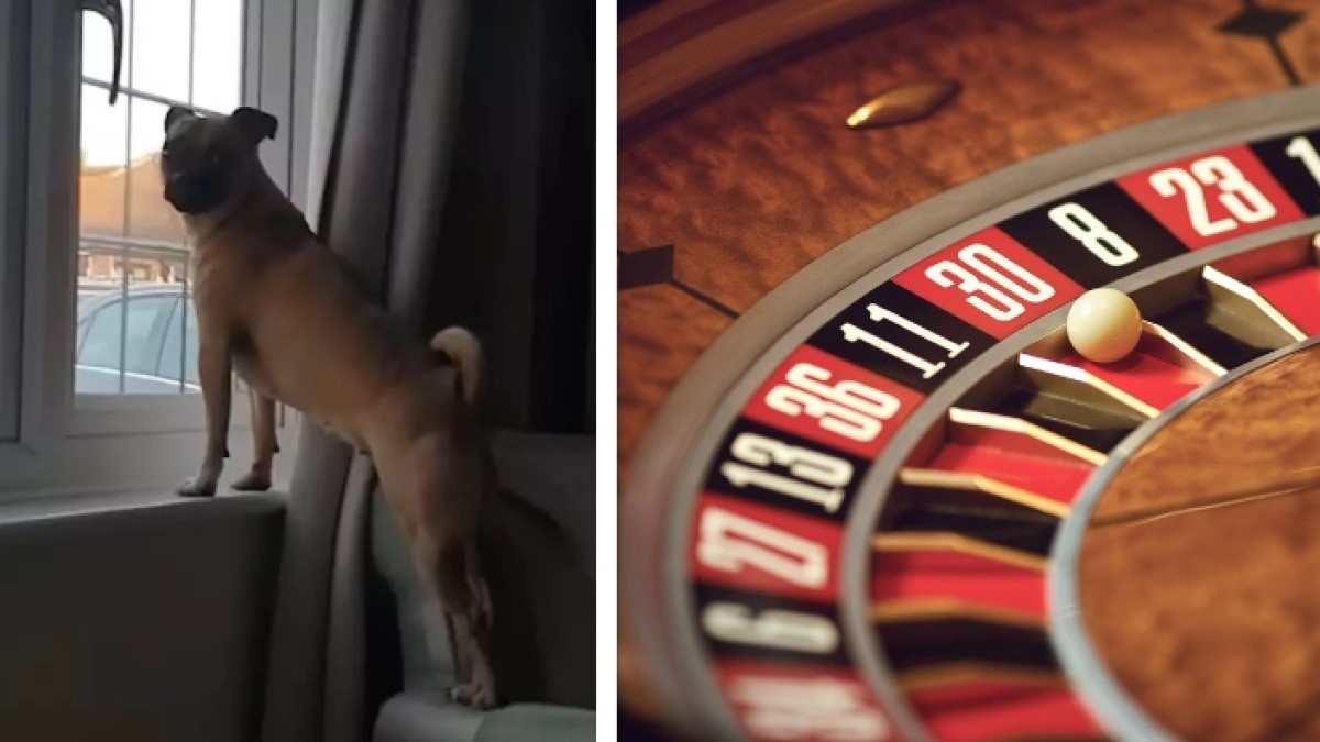 Il laisse son chien choisir un numéro à la roulette et remporte une grosse somme d'argent