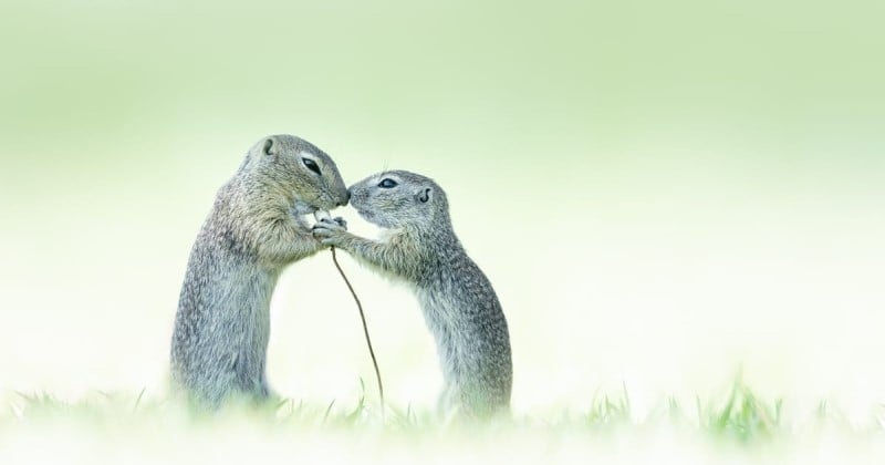 Cette photo d'une rencontre entre deux écureuils a gagné le prix du meilleur gros plan de l'année