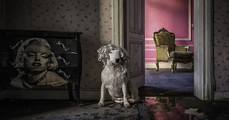 Cette photographe, fan d'urbex, immortalise sa chienne dans des lieux abandonnés