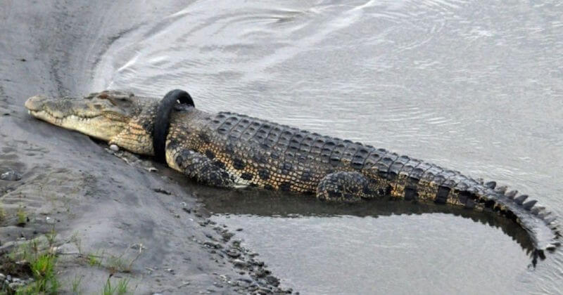 L'Indonésie offre une récompense pour retirer le pneu autour du cou de ce crocodile géant et le sauver