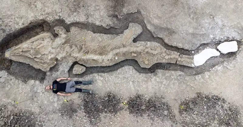 Un gigantesque fossile d'un « dragon de mer » découvert entièrement au Royaume-Uni