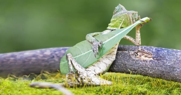 30 photographies exceptionnelles qui contrairement aux apparences, n'ont pas été retouchées ! 