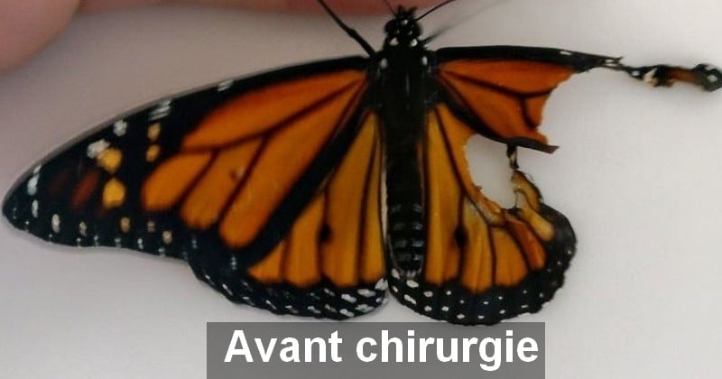 Cette femme a réalisé une chirurgie sur un papillon monarque à l'aile déchirée afin de le sauver et de lui permettre de reprendre son vol. Et sa patience et ses efforts ont été récompensés !