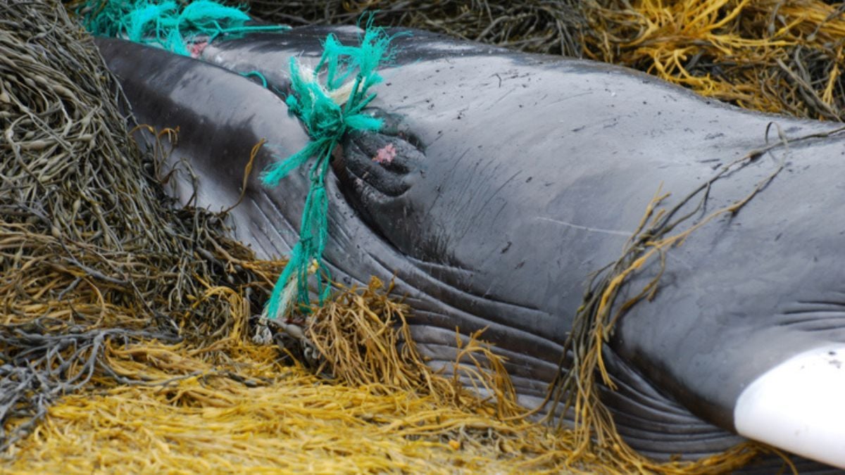 Une baleine échouée