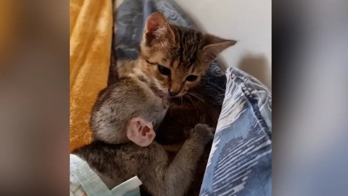 Cette vidéo montrant un chaton prenant soin d'un bébé singe orphelin va vous faire craquer