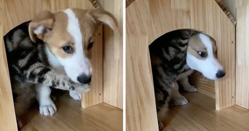 La vidéo de ce chaton empêchant un corgi de quitter sa maison pour chat est devenue virale sur Internet 