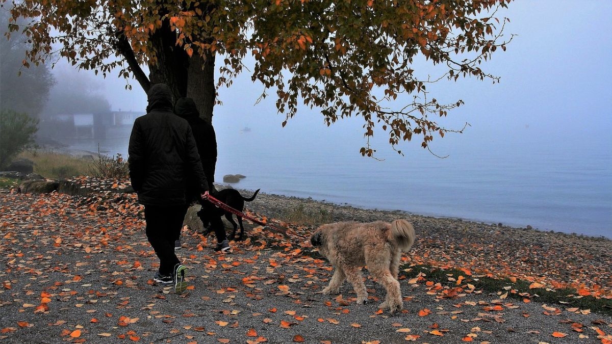 Cette experte alerte sur le danger de promener son chien lorsqu'il fait trop froid