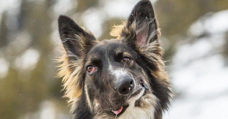 Défiguré, ce berger allemand a trouvé une famille aimante et suit une formation de chien de thérapie