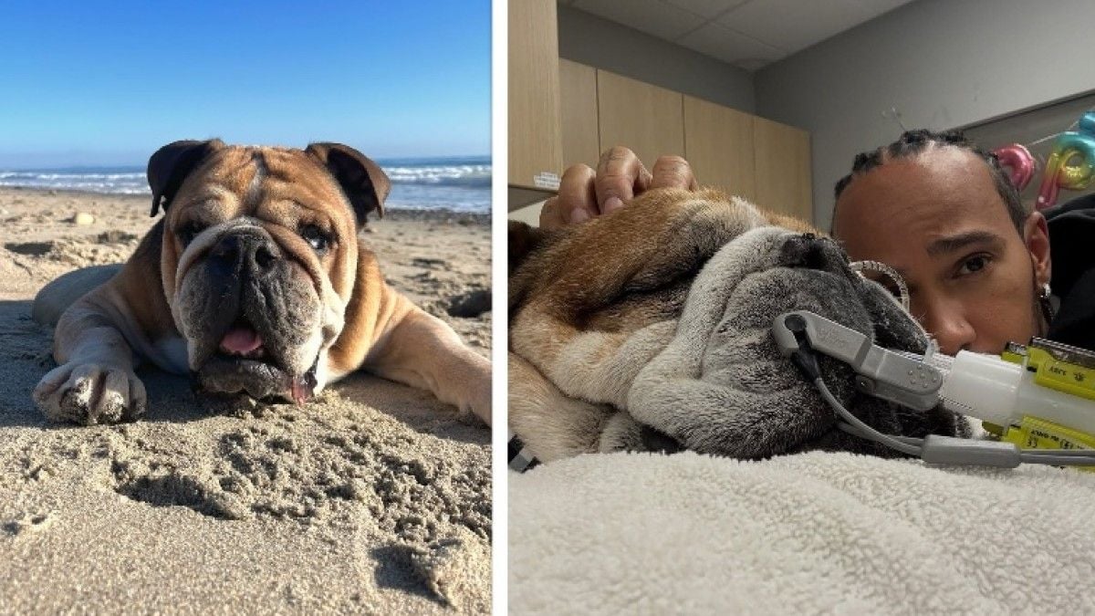 Roscoe, le fidèle chien de Lewis Hamilton, est dans le coma et pourrait ne pas se réveiller