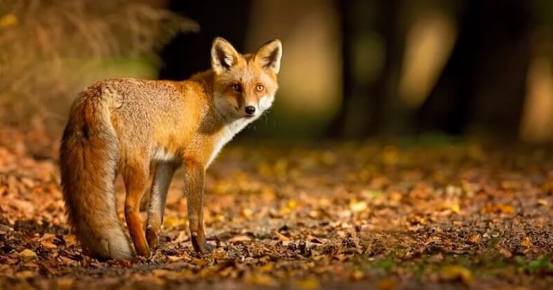 Eure : l'arrêté qui autorisait l'abattage des renards est annulé par le tribunal