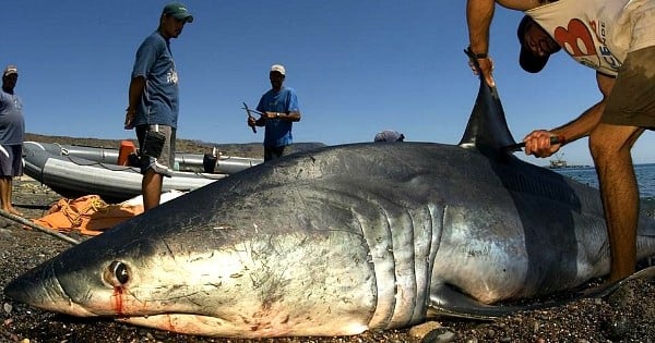 Grâce à une invention géniale, cette entreprise a trouvé le moyen de sauver plus 70 millions de requins chaque année ! 