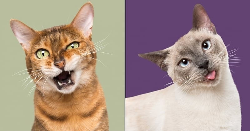 Elle capture les émotions des chats à travers des portraits absolument géniaux 