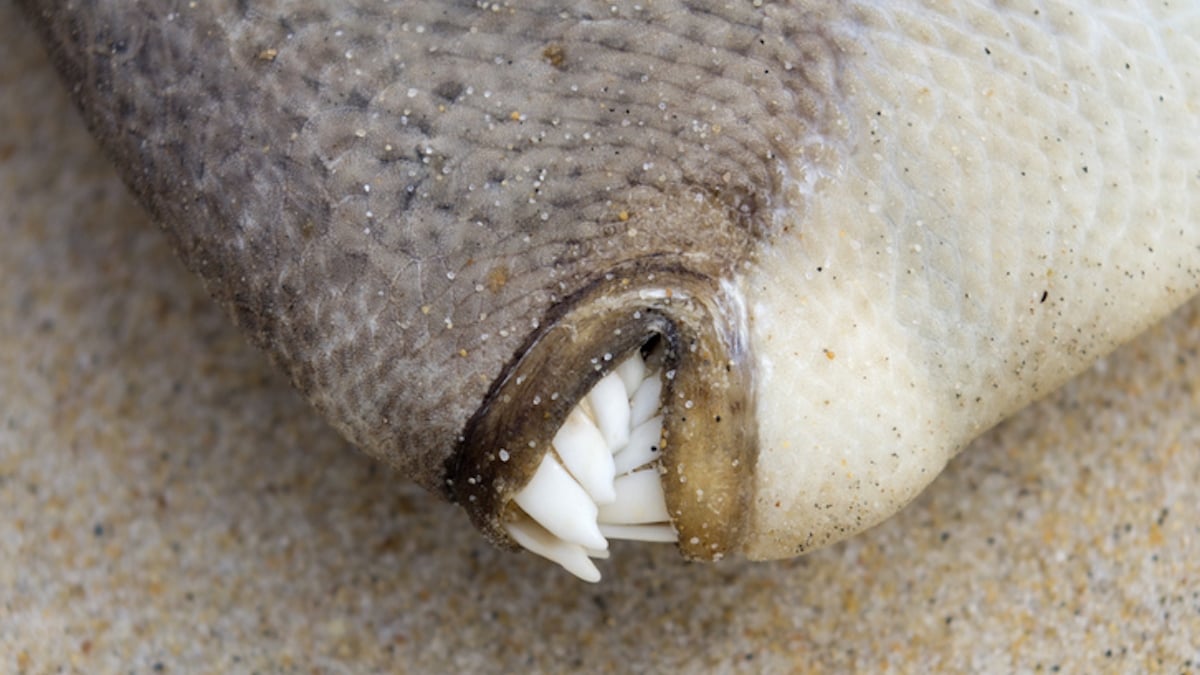 Un poisson tropical attaque les baigneurs à Antibes, mais qui est-il ?