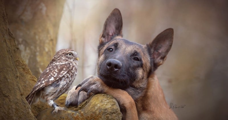 Une photographe immortalise la tendre amitié entre son chien et un hibou à travers des clichés sublimes