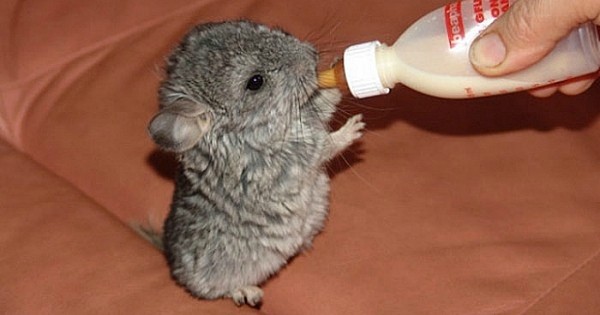 20 bébés chinchillas dont la mignonnitude va vous faire craquer