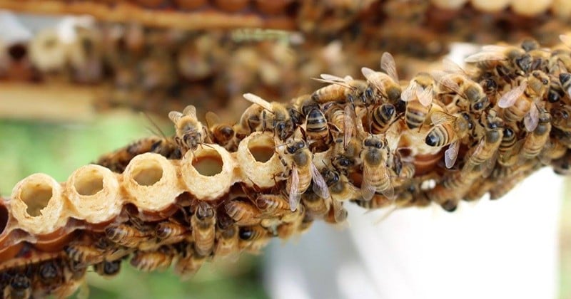 Un maire exprime son ras-le-bol après avoir reçu des plaintes pour des déjections d'abeilles