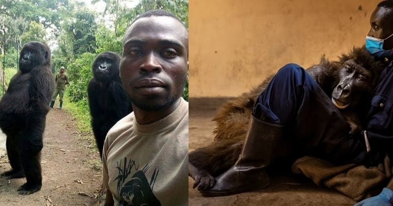 Le gorille Ndakasi, connu pour son selfie farceur, est mort dans les bras de son ami ranger