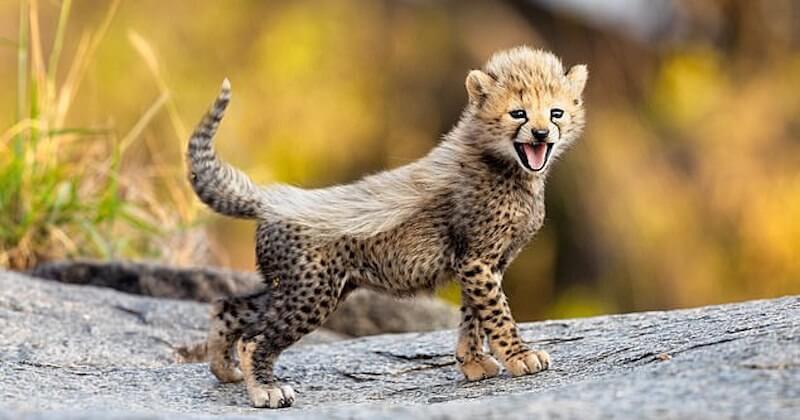 Dans le parc national du Serengeti, ces bébés guépards font leurs premiers pas