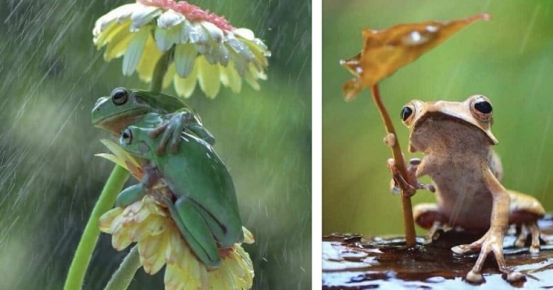 Ce photographe animalier immortalise les adorables grenouilles se servant de fleurs comme parapluies	