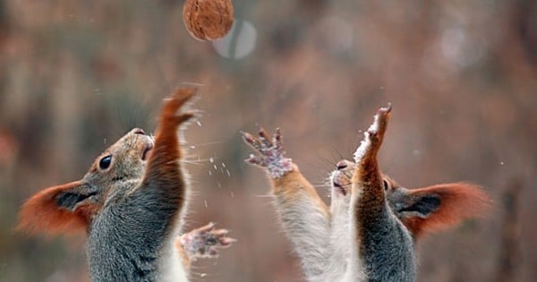 On a trouvé les photos d'écureuils les plus drôles de l'univers !