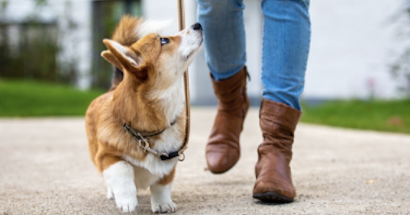 Combien de fois faut-il promener son chien chaque jour ?