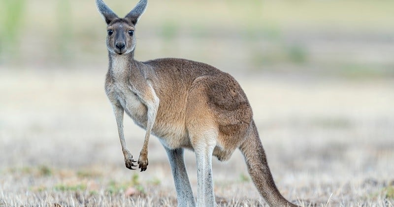 Dans la forêt de Rambouillet, une centaine de kangourous sauvages vit paisiblement depuis 40 ans
