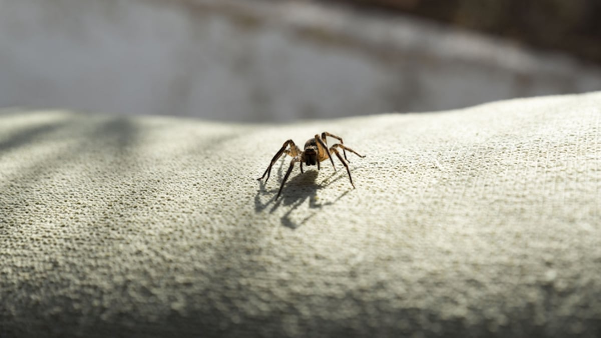 VIDEO. Ces micro-araignées pullulent sur votre visage