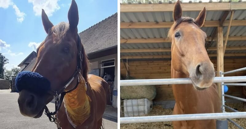 Opéré avec succès, le cheval Torenzo sauvé de l'euthanasie grâce à la mobilisation des internautes 