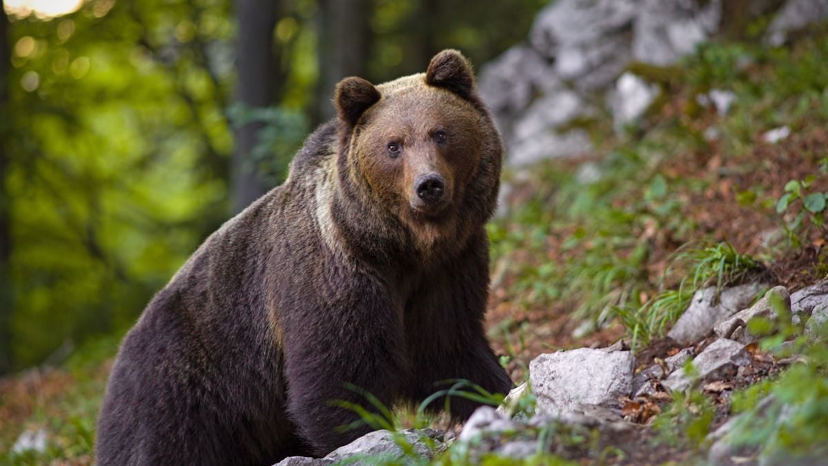 Un ours pousse un randonneur dans un ravin, il fait une chute de 800 mètres