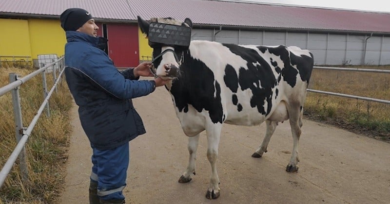 Des casques de réalité virtuelle pour stimuler la production de lait des vaches, en Russie