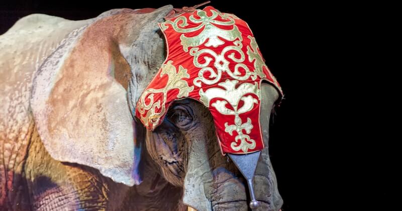 Marseille veut interdire l'exploitation des animaux dans les cirques