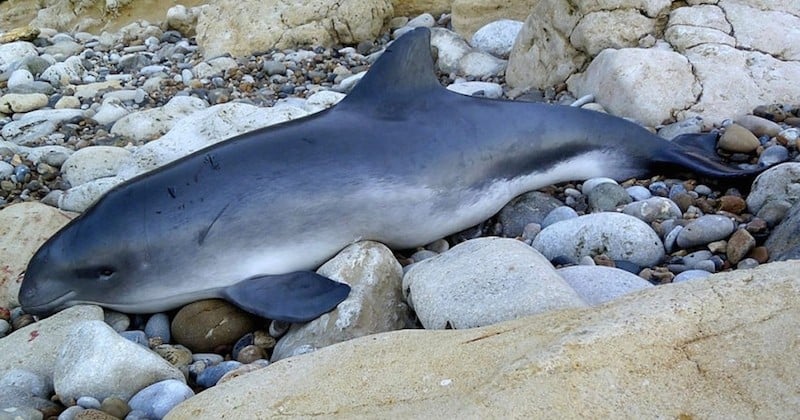 En 2016, plus de 1600 mammifères marins se sont échoués sur les côtés françaises. Un record alarmant !