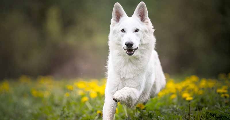 Berger Blanc Suisse : origine, taille, santé et comportement