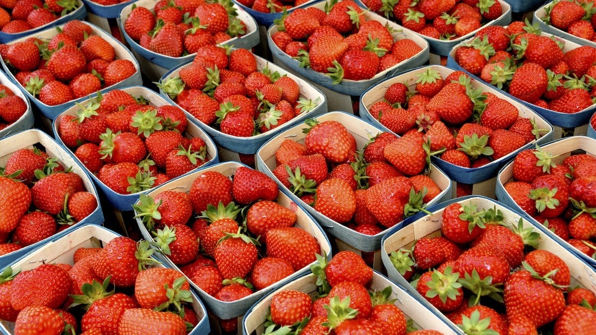 Vos fraises moisissent en 2 jours ? Les maraîchers les gardent fraîches 10 jours avec cette astuce