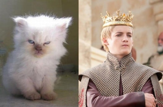 Game of Cats : si les héros de Game of Thrones étaient des chats