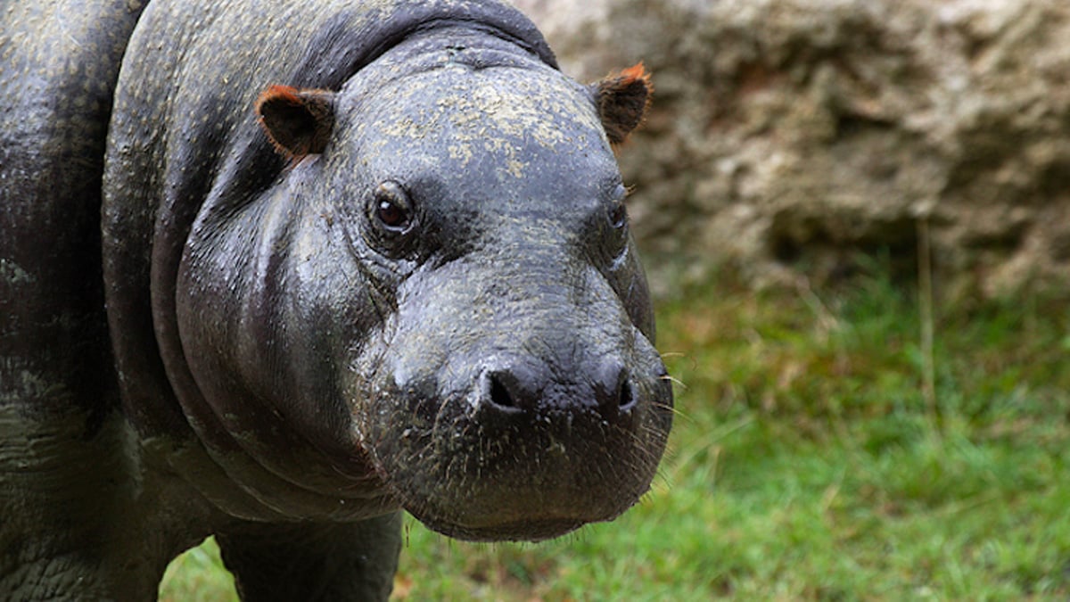 Des fossiles de dix hippopotames nains datant de 350 000 ans avant notre ère ont été découverts en Crète 