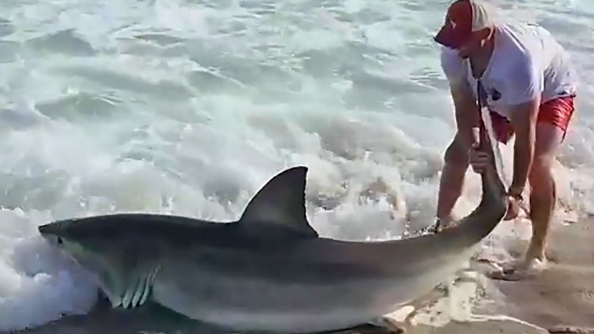 Le p&ecirc;cheur en train de remonter le grand requin blanc 