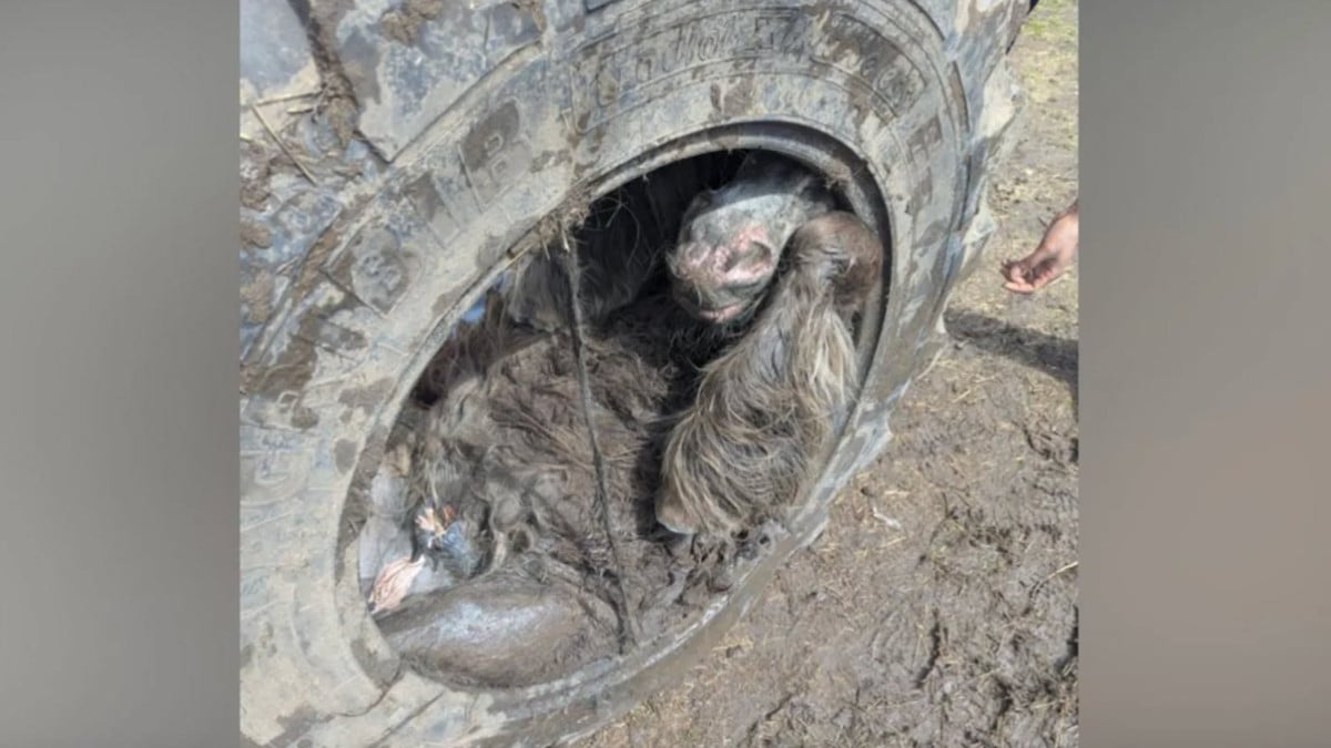 Un poney retrouvé coincé... dans un pneu de tracteur, dans un état alarmant