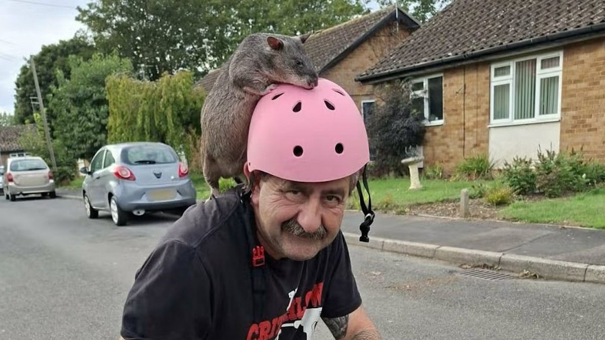 Martin Critchlow et son rat géant nommé Elvis 