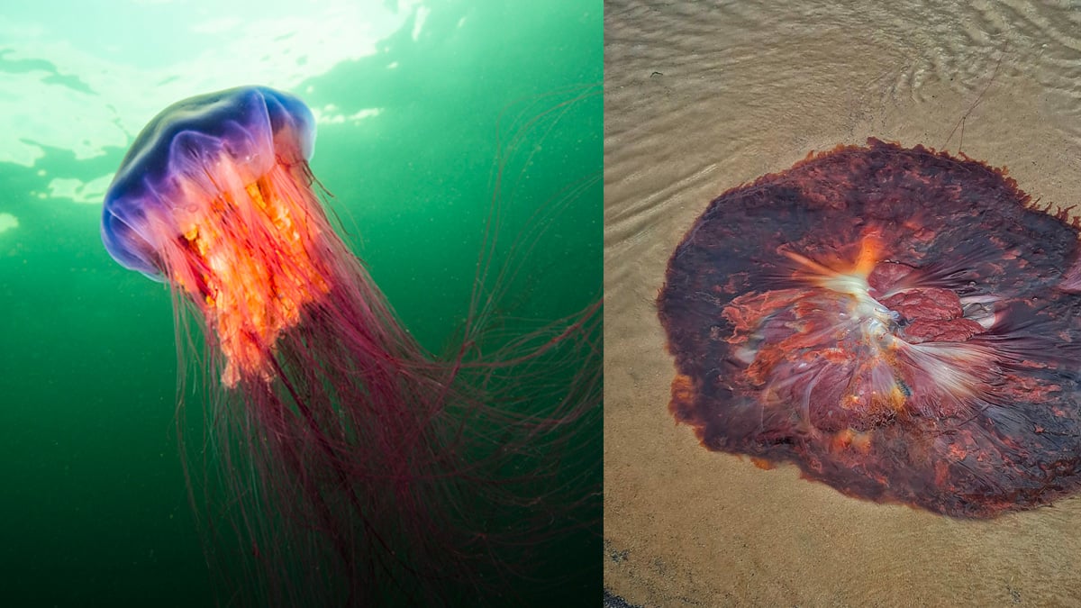 Cette incroyable photo d'une gigantesque méduse échouée sur une plage fait le buzz sur les réseaux sociaux