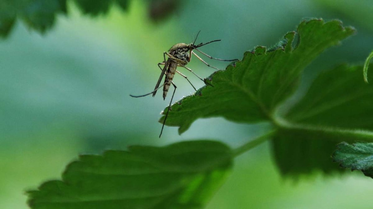 Moustique tigre : l'astuce à laquelle on ne pense jamais ne coûte rien, se branche sur une prise et lui fait perdre votre trace