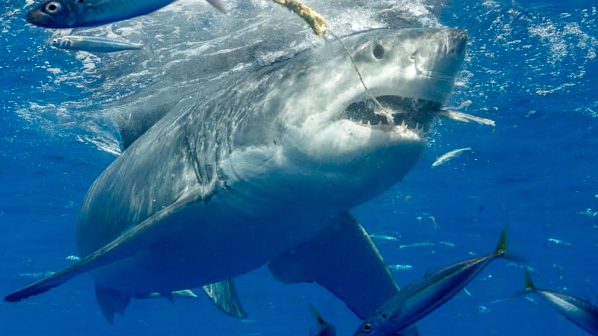 Les grands requins blancs bientôt présents sur les côtes françaises, selon une étude ?
