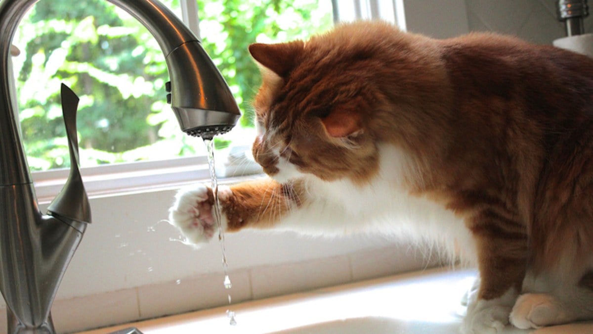 Un chat au robinet