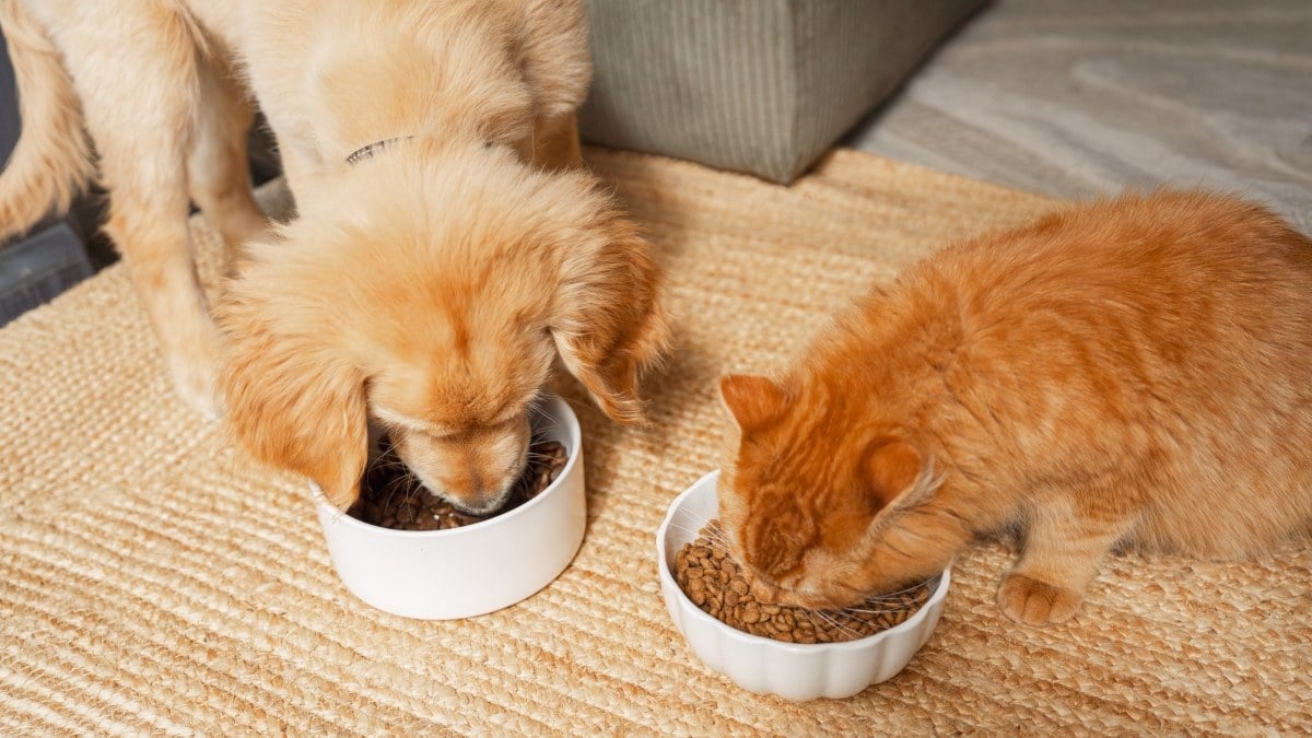 Alimentation pour animaux : cette marque française propose jusqu'à 25 % de remise avec ce code promotionnel