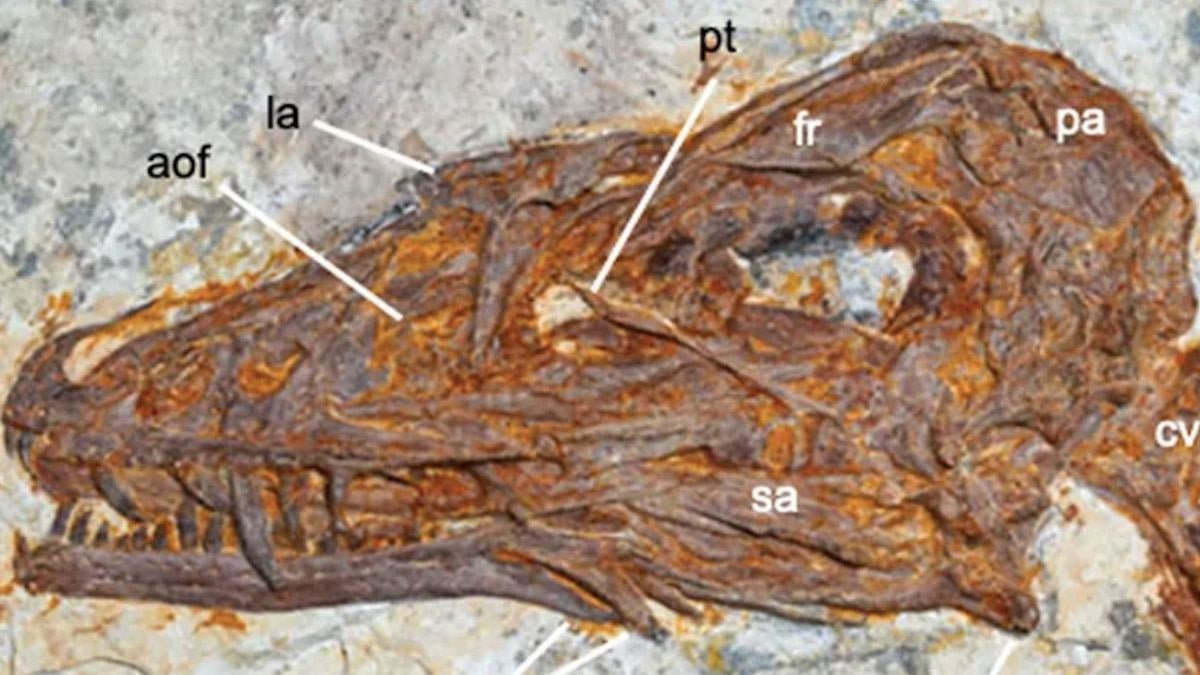 Des scientifiques découvrent une nouvelle espèce de dinosaure grâce à un fossile remarquablement complet avec ses plumes sont encore préservées